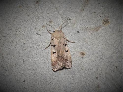 Eugnorisma glareosa